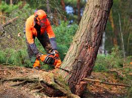  Visalia, CA Tree Removal Pros