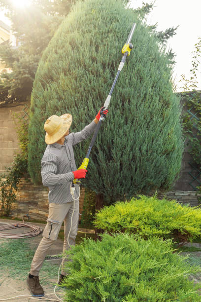 Best Emergency Tree Removal  in Visalia, CA